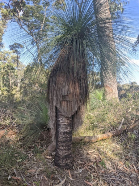 15 растений с других планет, которые почему-то растут на Земле