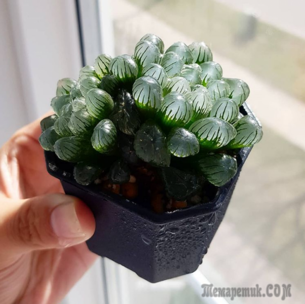 15 растений с других планет, которые почему-то растут на Земле