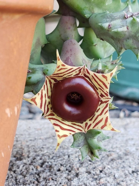 15 растений с других планет, которые почему-то растут на Земле