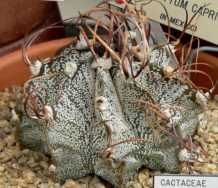 15 растений с других планет, которые почему-то растут на Земле