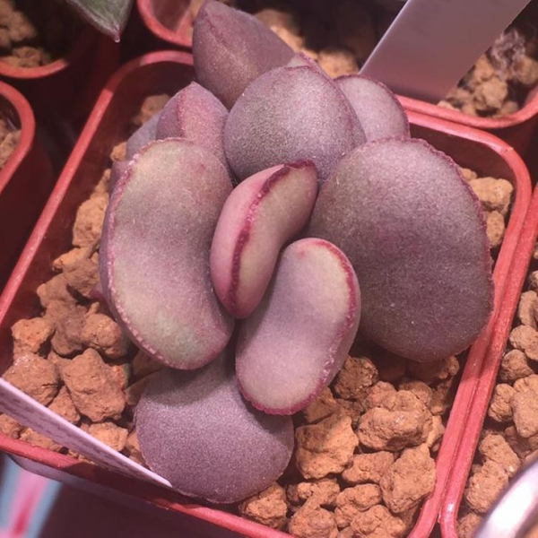 15 растений с других планет, которые почему-то растут на Земле