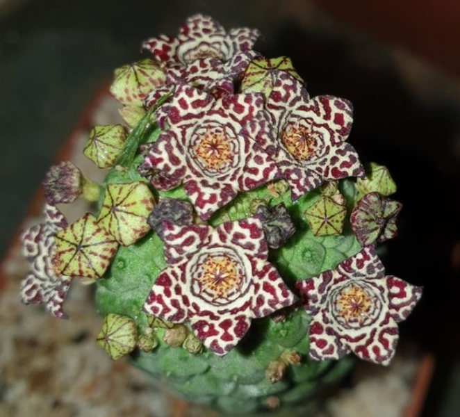 15 растений с других планет, которые почему-то растут на Земле