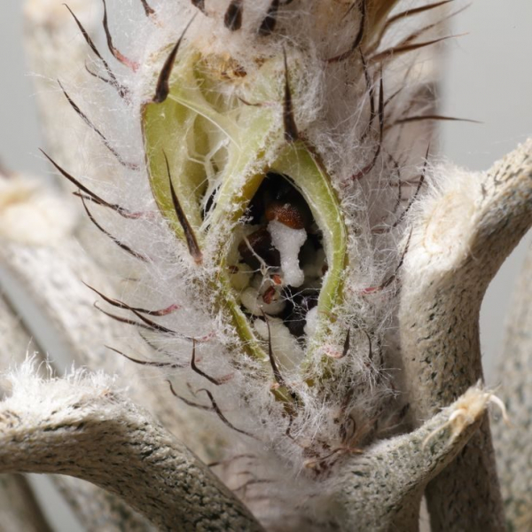 15 растений с других планет, которые почему-то растут на Земле