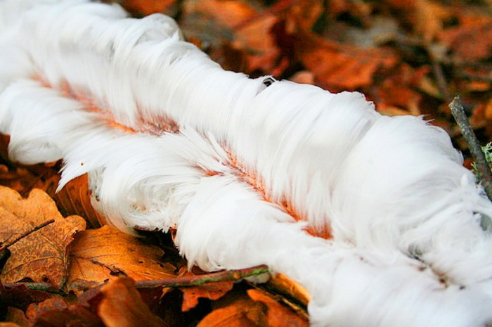 16 природных явлений, в реальность которых трудно поверить