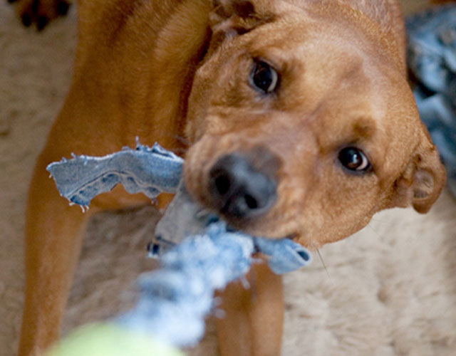 Что можно сделать из старых джинсов