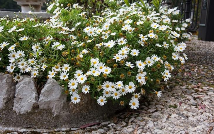 Клумба непрерывного цветения: украшение сада на все сезоны