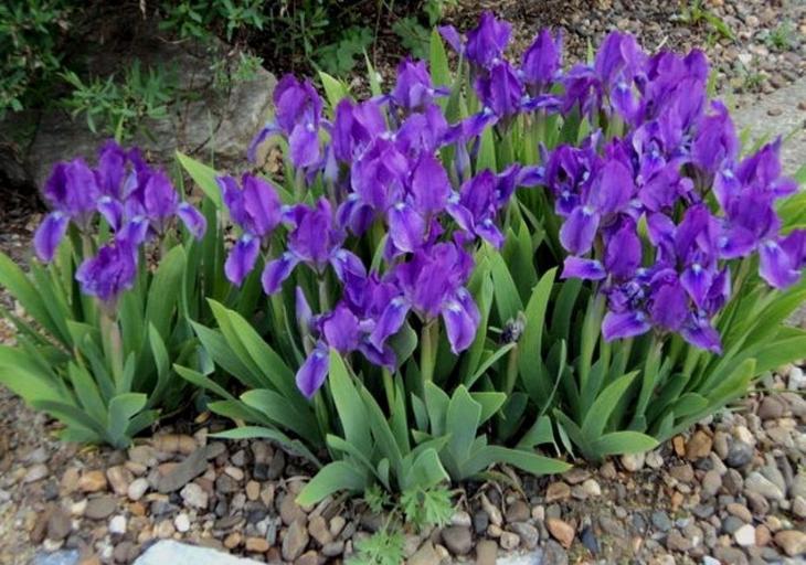 Клумба непрерывного цветения: украшение сада на все сезоны