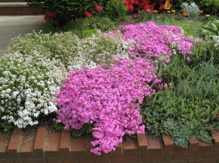 Клумба непрерывного цветения: украшение сада на все сезоны