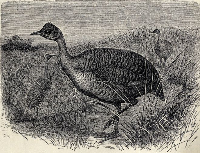 Животные, которых больше не существует по вине человека