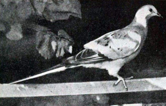 Животные, которых больше не существует по вине человека