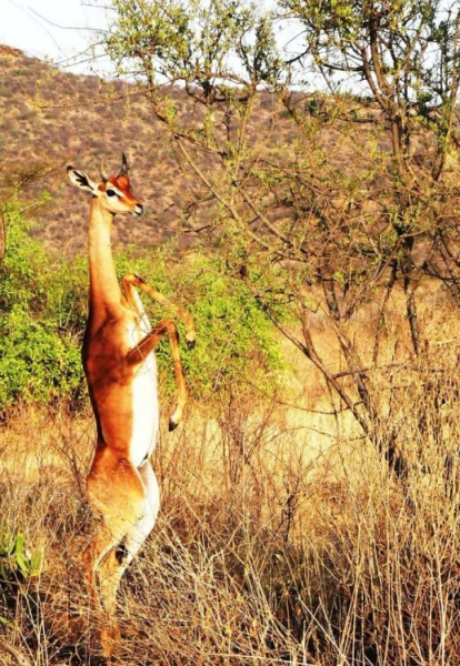 10 удивительных животных планеты Земля, о которых вы могли не знать