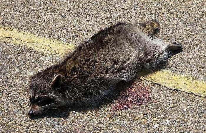 25 самых худших в мире вакансий, после которых любая работа покажется праздником