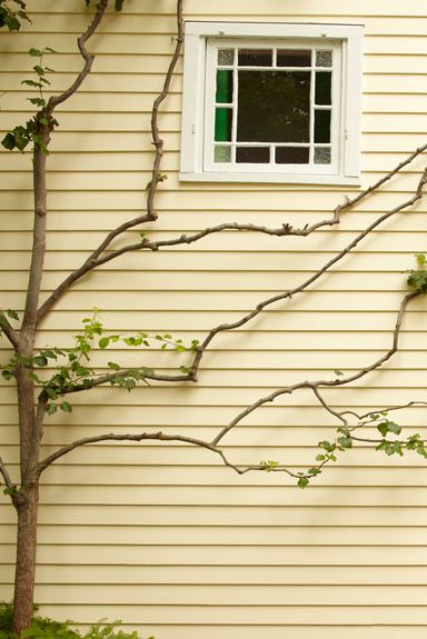 40 замечательных идей, как обустроить маленький сад на участке