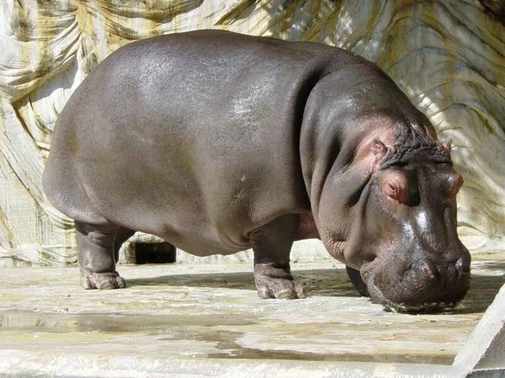 7 опасных животных с мимимишным внешним видом