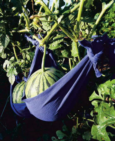 Бюджетные идеи по обустройству дачного участка