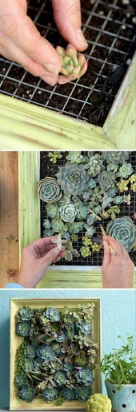 Невероятные идеи для создания мини-сада в домашних условиях