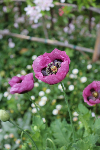 Сад своими руками: 80 интересных идей для дачи