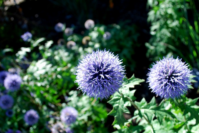 Сад своими руками: 80 интересных идей для дачи