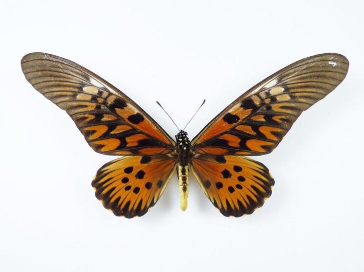 Самая ядовитая бабочка в мире