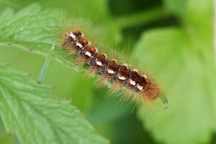 Самая ядовитая бабочка в мире