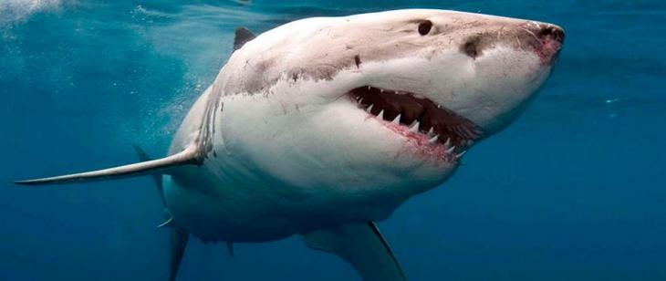 10 мифов о животных, в которые вы, возможно, верите, а зря