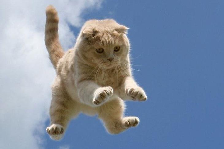 10 мифов о животных, в которые вы, возможно, верите, а зря