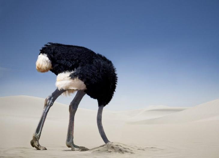 10 мифов о животных, в которые вы, возможно, верите, а зря