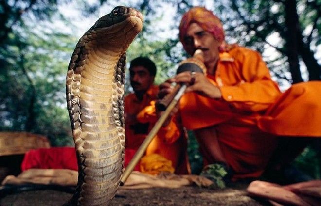 10 совершенно ошибочных фактов о животных