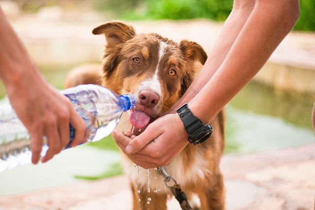 Как помочь домашним животным перенести летнюю жару?