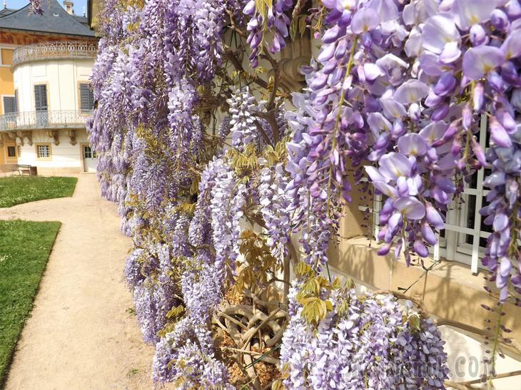 Дрезденская провинция. Загородная прогулка в летнюю резиденцию королей