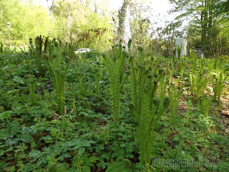 Дрезденская провинция. Загородная прогулка в летнюю резиденцию королей