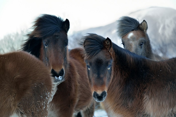Феминизм и никаких криминальных сводок. Исландия: рай, построенный в аду