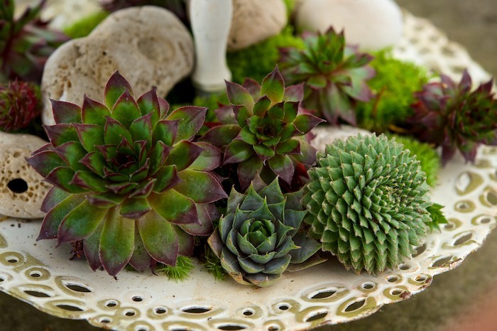 Композиции из суккулентов своими руками