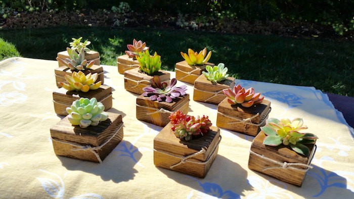Композиции из суккулентов своими руками