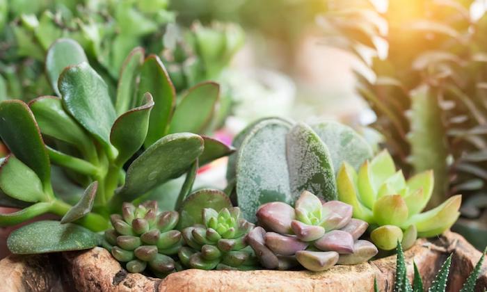 Композиции из суккулентов своими руками