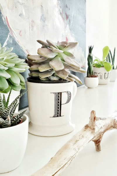 Композиции из суккулентов своими руками