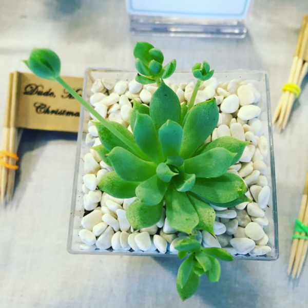 Композиции из суккулентов своими руками