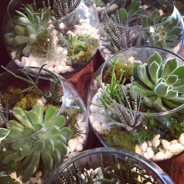 Композиции из суккулентов своими руками
