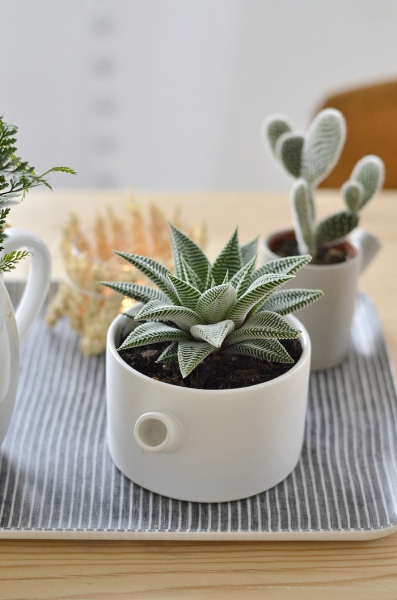 Композиции из суккулентов своими руками