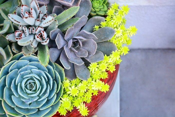 Композиции из суккулентов своими руками