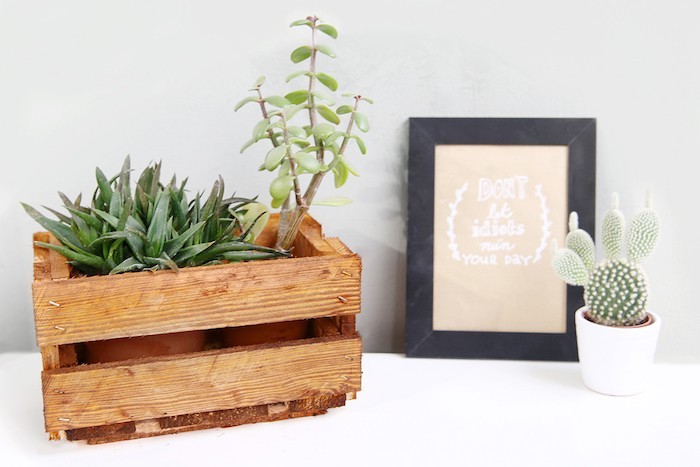 Композиции из суккулентов своими руками