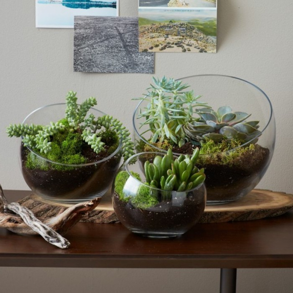 Композиции из суккулентов своими руками