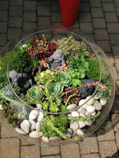 Композиции из суккулентов своими руками