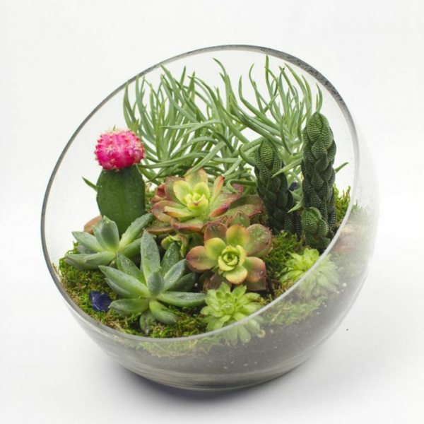 Композиции из суккулентов своими руками