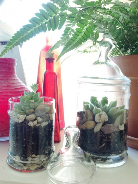 Композиции из суккулентов своими руками