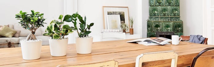 Композиции из суккулентов своими руками