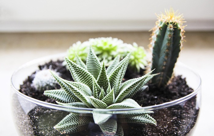 Композиции из суккулентов своими руками