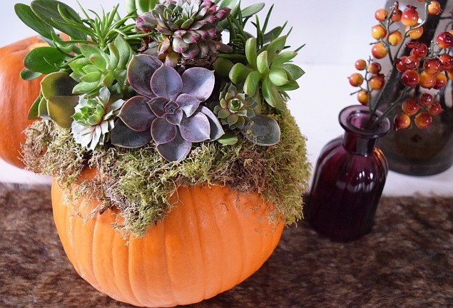 Композиции из суккулентов своими руками