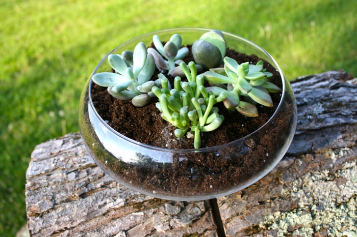 Композиции из суккулентов своими руками