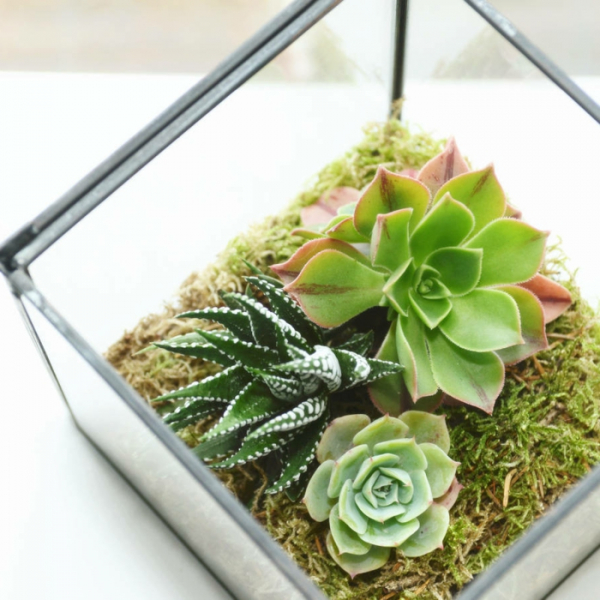Композиции из суккулентов своими руками